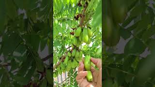 Harvest Averrhoa bilimbi L familyfarms food fruit berkebundihalamanrumah green planterbag [upl. by Akimaj]