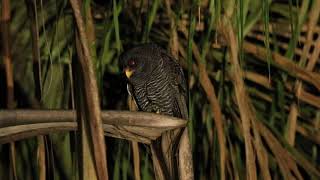 Corujapreta  Blackbanded Owl Strix huhula [upl. by Dust]