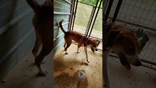 Video of adoptable pet named Buster [upl. by Noillid]