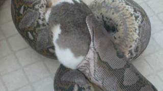 Big snake eats a big rabbit [upl. by Nickie]