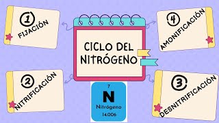 CICLO DEL NITRÓGENO Y SUS ETAPAS Fijación Nitrificación Amonificación y Desnitrificación [upl. by Rafaelita]