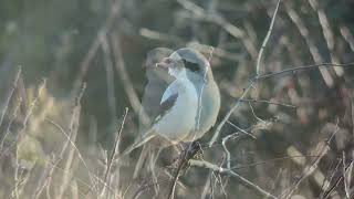 Piegrièche des steppes Steppe Grey Shrike Port du Stiff Ouessant Octobre 2024 [upl. by Riobard]