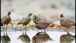 Sand partridge found throughout the Middle East belief in the supreme being is inherited over time [upl. by Rakabuba]