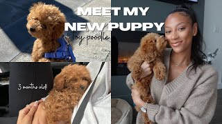 MEET MY NEW PUPPY TOY PODDLE  training  lifestyle  what ive bought him  HIS FIRST WEEKS HOME [upl. by Onyx]