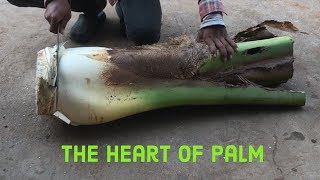 Cutting coconut and Discover The heart of palm for Swamp Cabbage Strew [upl. by Vowel]