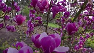 Amazing Magnolia tree at Kew Gardens London [upl. by Junko]