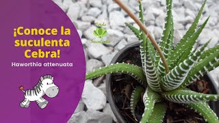 SUCULENTA CEBRA 🦓  Haworthia attenuata [upl. by Cilo]