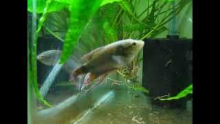 Macropodus Concolor breeding preparationsBlack Paradise fish [upl. by Cordova]