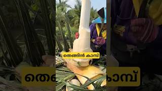 തെങ്ങിൻ കൂമ്പ് heart of plam malayalam shorts [upl. by Georgetta]