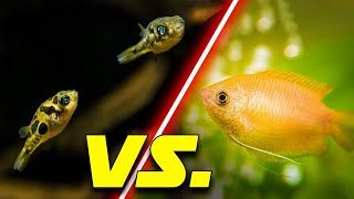 Best Nano Fish amp Invertebrates For ANY Fish Tank This vs That [upl. by Gentry]