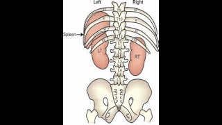 SPLEEN SURFACE MARKING for MRCS and MBBS Students [upl. by Shelby307]