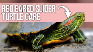 Red Eared Slider Turtle Care Beginner Guide [upl. by Zelda]