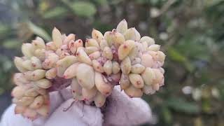 Echeveria Elegans Potosina crested [upl. by Dinny]