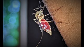 Mosquito sucking blood 4K quality [upl. by Garvin]