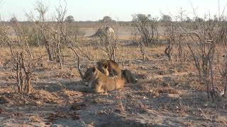 08102024 Hwange NP Main camp area lion couple 3 [upl. by Annaoj]