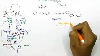 Glycogenolysis English [upl. by Anahsed]