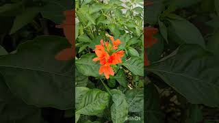 kanakambaram plant tamil nature shortsviral garden [upl. by Yaner285]