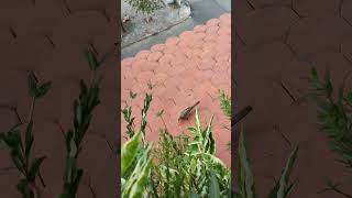 Feeding wild bird in my roof wildbird wildanimal feeding animalfeeding [upl. by Narf241]