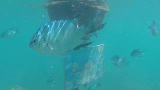 Snorkeling at Duck Island Noumea  île aux Canards  New Caledonia [upl. by Eioj]