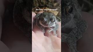 Five fascinating Grey Tree Frog Facts Click lower rt corner for complete episode [upl. by Fisken]