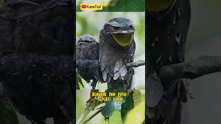 Burung Kodok  Burung Kayu  kamutau faktamenarik burung [upl. by Aihsotan]