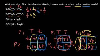 How to calculate phenotype frequency [upl. by Aidas496]