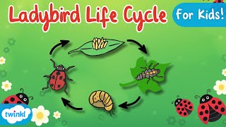 The Life Cycle of a Ladybird  Ladybird Life Cycle  Science for Kids [upl. by Tarr]