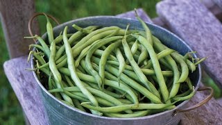 Quick Start Gardening Guide How to Grow Pole and Bush Beans [upl. by Schnurr]