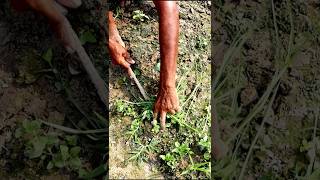 Keep Field Free from Weeds Weeding shorts [upl. by Eintruoc624]