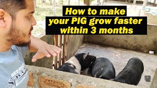 How to make your pig grow faster  3 months [upl. by Nylitsirk822]