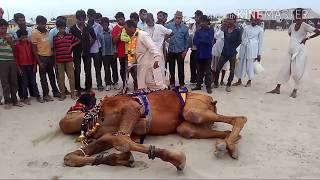 Camel funny videos india 2016 in gujrat httpswwwyoutubecomchannelUCy4iJaLBkXkga4TUkBxRyog [upl. by Oliver]