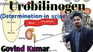 Urobilinogen in urine [upl. by Yajeet]