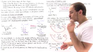 Stage 2 of Glycolysis Steps 45 [upl. by Dollar]