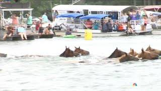 Thousands attend 2024 Chincoteague Pony Swim [upl. by Firman]