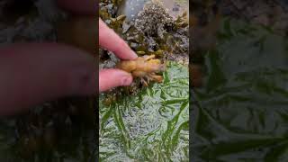 Removing Blood Sucking Parasites from Shrimp shorts [upl. by Geaghan]