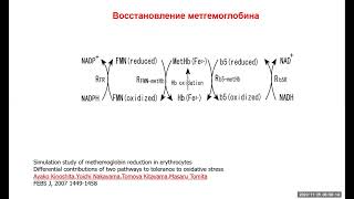 24 Erythrocytes redox 3 [upl. by Murrell]