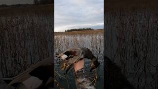 STUD Drake GADWALL 🔥 duckhunt publicduckhunting duck kansas redhead gadwall hunting [upl. by Jourdain]