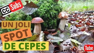 Un coin à cèpes cueillette et conseils Cueillette des champignons [upl. by Nasia417]