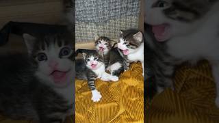 Kitten hissing kitten funny funnycats funnypets funnyanimals fyp cutecat catlover shorts [upl. by Nordgren]