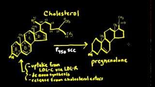 Schneid Guide to Steroid Hormone Synthesis Steroidogenesis [upl. by Kcirdnekel]