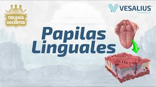 PAPILAS LINGUALES [upl. by Lleon]