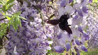 Große Holzbiene Xylocopa und Hummel am Blauregen [upl. by Yreneh]