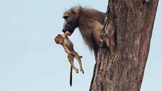 When This Baby Baboon Fell At The Mercy Of A Lion A Camera Recorded The Cat’s Incredible Reaction [upl. by Haran269]