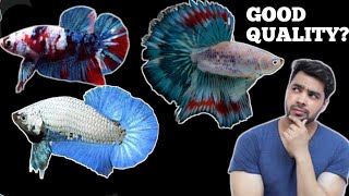 HOW TO KNOW IF YOUR BETTA FISH IS GOOD QUALITY [upl. by Ferne]