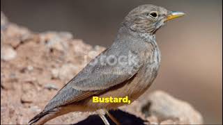 Precious birds in Pakistan desert and Thier survivalmental wellbeing [upl. by Annahsad]