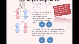 Gene Linkage IB Biology [upl. by Polly]