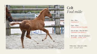 Lot 24  Colt  Casallo Z x Vega Star du Tillard by Diamant de Semilly [upl. by Ogilvy]