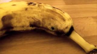 Big Spider Pops Out Banana [upl. by Christis]