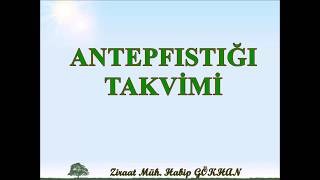 ANTEPFISTIĞI TAKVİMİ [upl. by Relyk500]