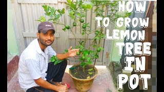 How to Grow Lemon In pot  भरपूर नीबू कैसे पायें [upl. by Dryden]